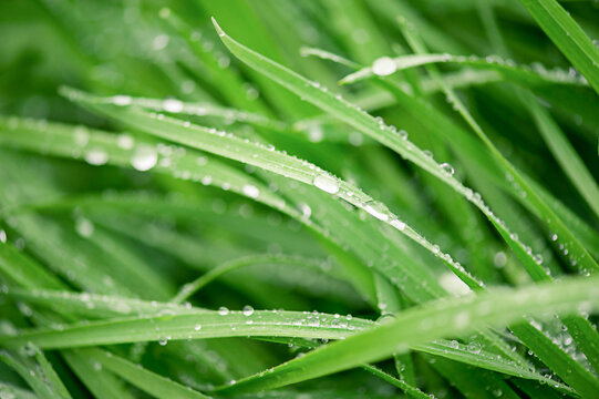 Macro photo of green grass with dew drops.