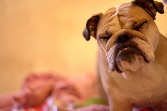 Bulldog sintiéndose culpable por travesura hecha en casa.