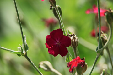 no people, beauty in nature