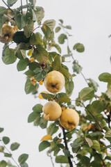 Ripe quince, sweet fruit hanging on the tree. Food photography, nature.