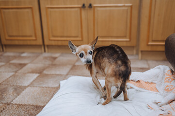 An old dying pathetic little blind sick thin purebred brown dog toy terrier, chihuahua stands bent, hunched over in a room at home. Photograph of an animal, pet. - obrazy, fototapety, plakaty