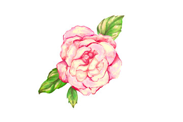 pink rose isolated on white