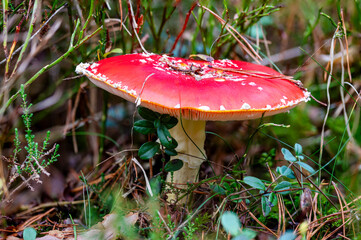 A poisonous mushroom growing among grass. Season autumn.