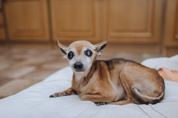 An old blind patient with glaucoma, cataracts, a purebred brown Toy Terrier, Chihuahua dog lies on a pillow in a room at home. Photograph of an animal, pet.