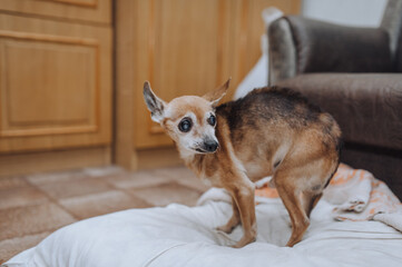 An old pitiful little blind sick thin purebred brown dog toy terrier, chihuahua stands bent, hunched over in a room at home. Photograph of the animal.