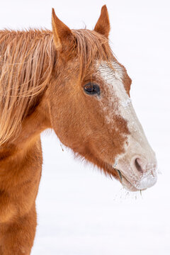 Horse standing in snow winter scene