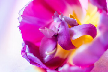 tulpe lila gelb