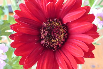 Le gerbera est une fleur populaire originaire d'Afrique du Sud. La fleur se caract&eacute;rise par ses p&eacute;tales lumineux et son centre attire les papillons et autres pollinisateurs.