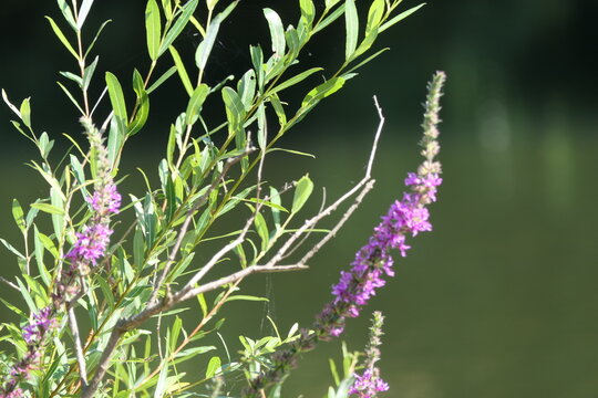 La salicaire : une plante sauvage m&eacute;connue aux bienfaits insoup&ccedil;onn&eacute;s.
Cette plante vivace de milieu humide et de zones mar&eacute;cageuses comporte de longues tiges et des &eacute;pis allong&eacute;s de fleurs roses.