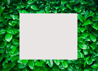 background of green leaves, close-up