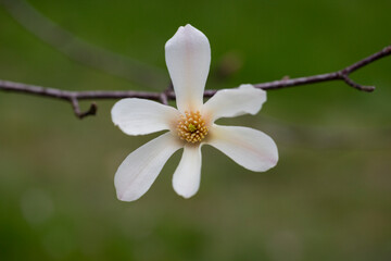 blossoming Magnolia kobus flower close-up in spring.