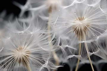 Fotobehang Close-up of a soft, feathery dandelion seed head ready to disperse © Dan