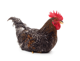 Big brown proud rooster.