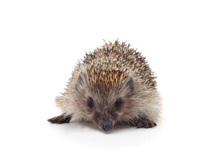 One brown hedgehog.