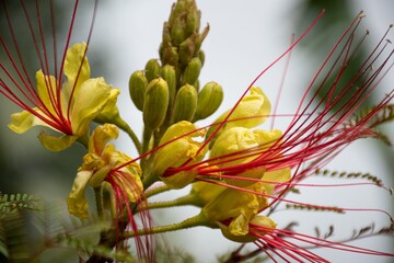 Selective focus of Caesalpinia buds on the blurred background