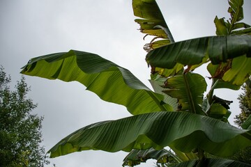 Closeup of banana green leaves with sunlight and blue sky in the background