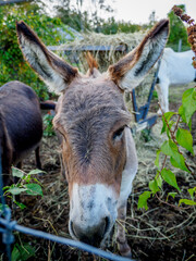 A donkey on the farm