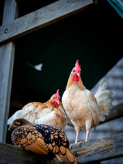 Three chickens on the farm