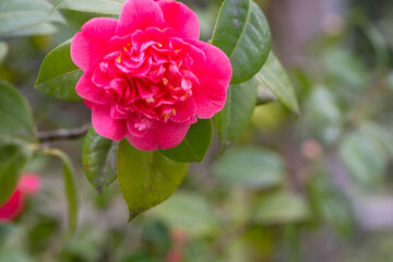 Middlemist Camelia-The rare plant, brought to Britain from China, Camellia of rare pink color, spring floral background