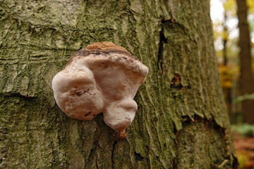 Closeup on an emerging tinder fungus, Fomes fumentarius on a live beech tree - obrazy, fototapety, plakaty