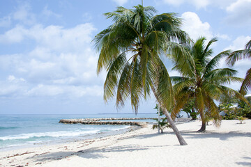 Grand Cayman Island Seven Mile Beach With Leaning Palms