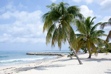 Fotobehang Seven Mile Beach, Grand Cayman Grand Cayman Island Seven Mile Beach With Leaning Palms
