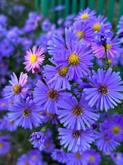  Floral background of violet  chrysanthemums flowers.