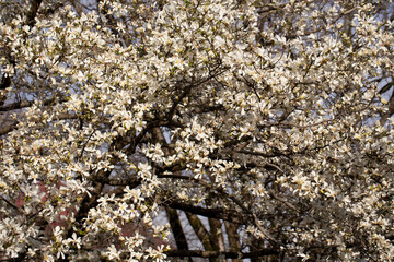 The abundant flowering of magnolia cobus (Magnolia kobus DC.) Natural spring background of many...