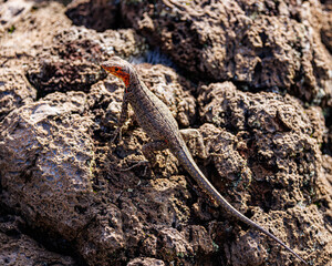 Red headed Lizard, Galapagos