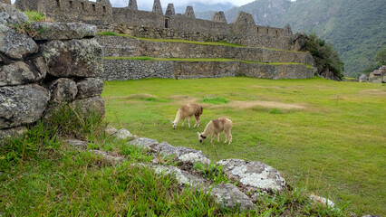 Llamas Grazing in Machu Picchu, Peru