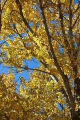 brightly colored birch tree shimmering in the sunlight