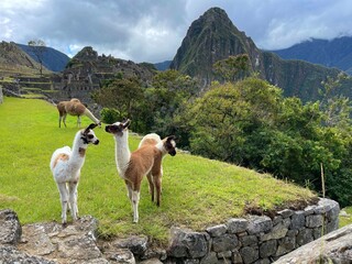 Peru, lamas with Machu Picchu and Huayna Picchu, cloudy sky - obrazy, fototapety, plakaty