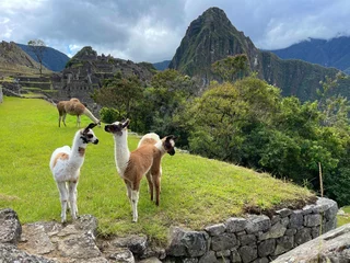 Fotobehang Peru, lamas with Machu Picchu and Huayna Picchu, cloudy sky © Artur