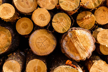 Background of the many tree logs. Wooden pattern