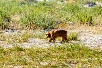 Ginger cocker spaniel dog in a green grass