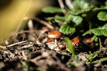 Herbst