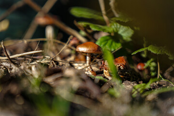 Herbst