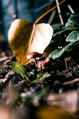 herbst