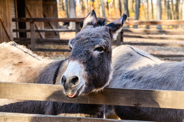 Fototapeta premium Donkey in paddock at the farm in countryside