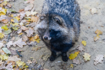 Naklejka premium Lonely fluffy gray raccoon (Procyon). Wildlife photo