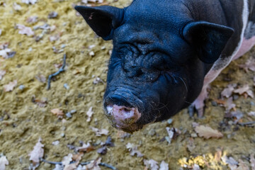 Pig in a paddock at farm at countryside