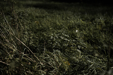 herbst