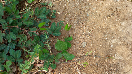 Lush green foliage in organic soil, earthy and natural environment. green Leaf background.