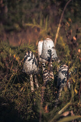 herbst