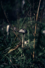 herbst