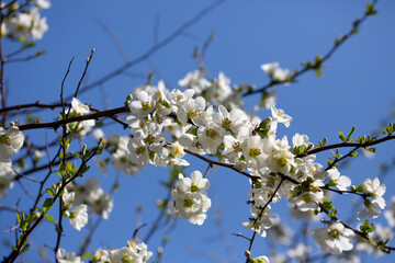 Close up many delicate white blossoms of white Chaenomeles japonica shrub, Chaenomeles vilmoriniana hort.cv. Afterglow on a blue sky background.
