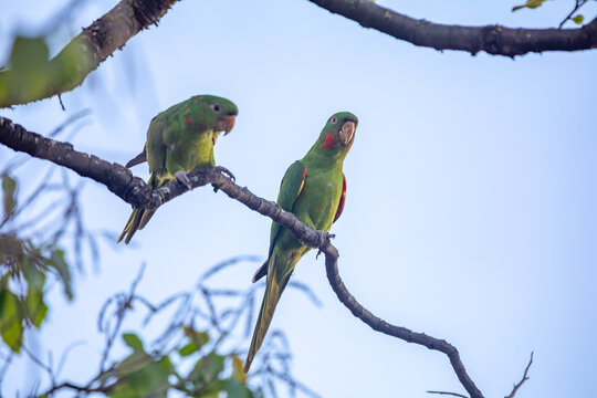 The Rare parrot, parakeet Brazilian (Psittacara leucophthalmus) known as "Maracanã Parakeet"