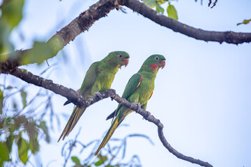 The Rare parrot, parakeet Brazilian (Psittacara leucophthalmus) known as 