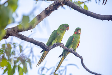 The Rare parrot, parakeet Brazilian (Psittacara leucophthalmus) known as 