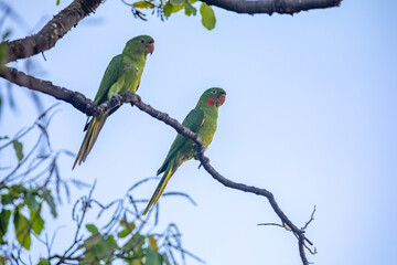 The Rare parrot, parakeet Brazilian (Psittacara leucophthalmus) known as 